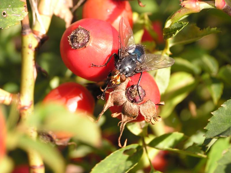 050918- pokus o makro 004.jpg